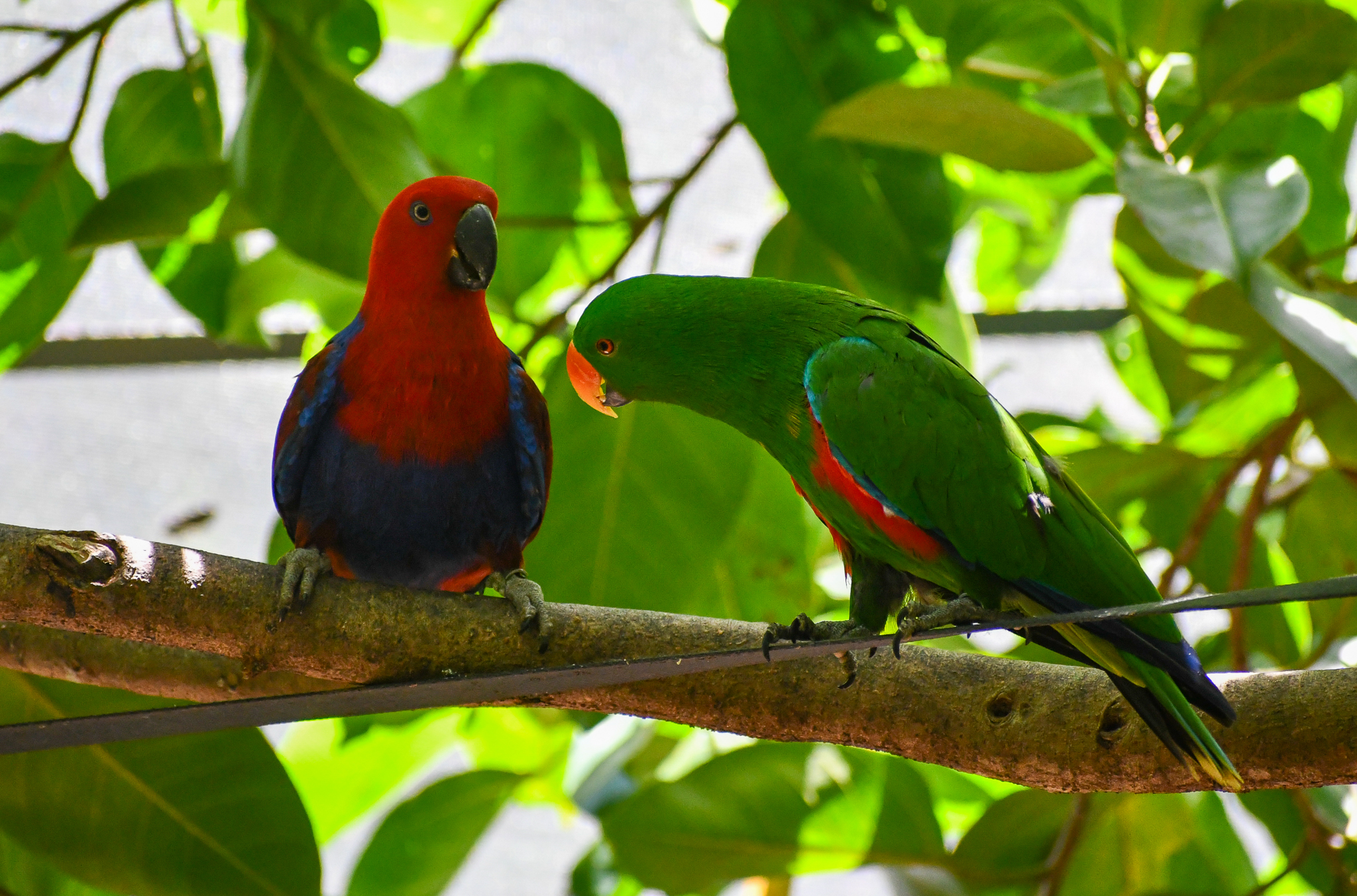 Eclectus Parrots