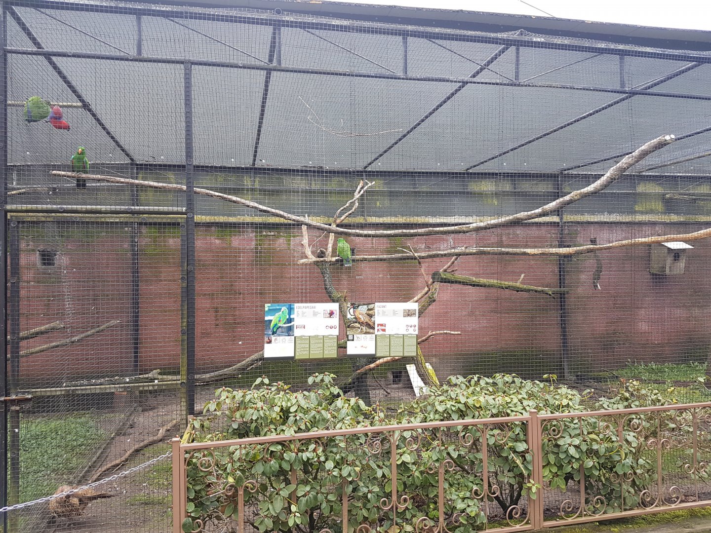 Eclectus - Pheasant aviary