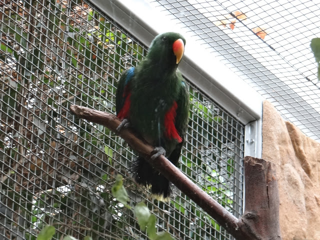 Eclectus roratus polychloros