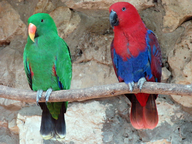 Eclectus roratus roratus  / Grand eclectus parrot (pair)