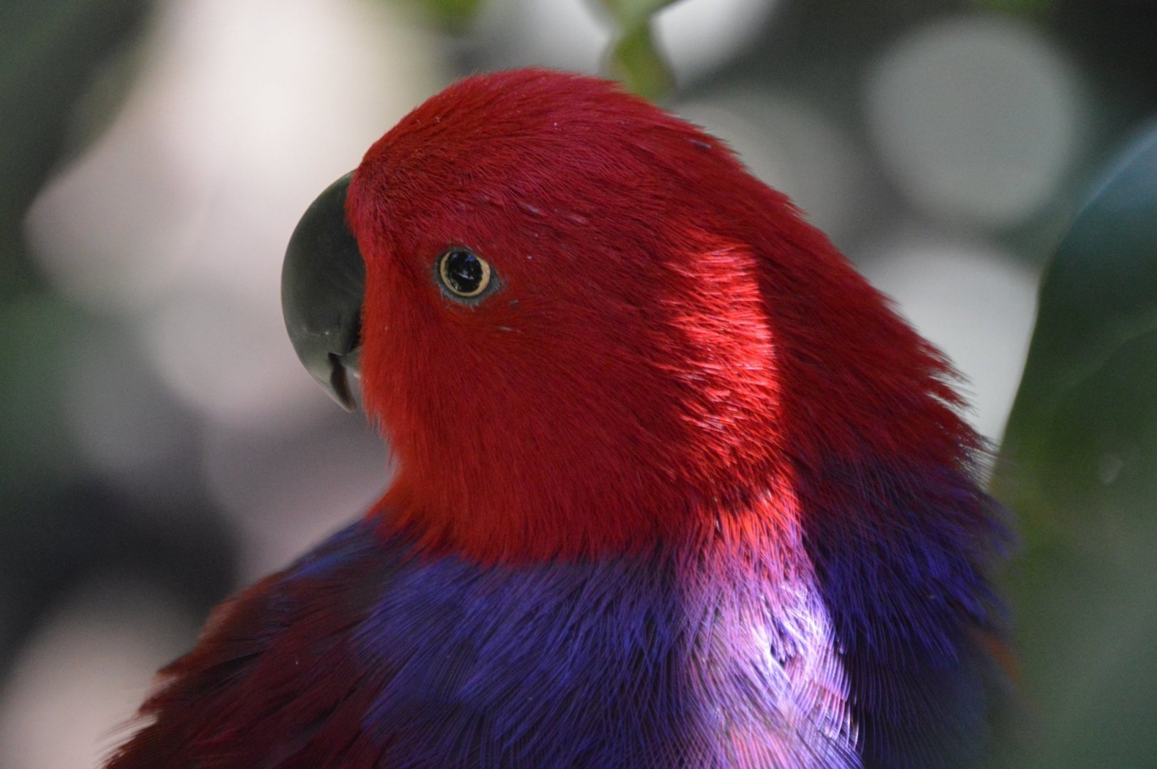 Eclectus roratus ssp. ID