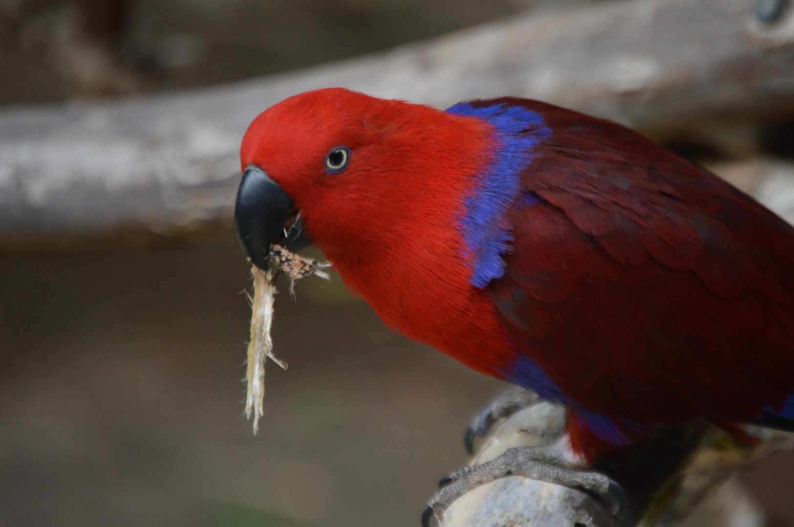 Eclectus roratus ssp. ID