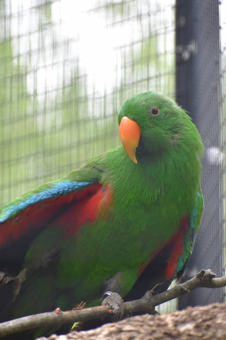 Eclectus spp - Blank Park Zoo