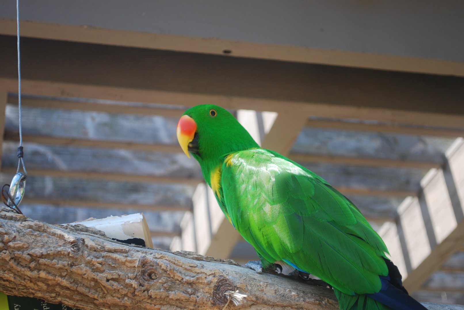 Eclectus spp - Henry Doorly Zoo