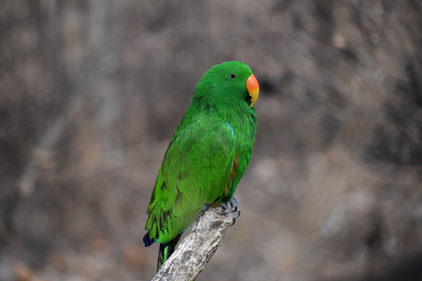 Eclectus spp - Kansas City Zoo