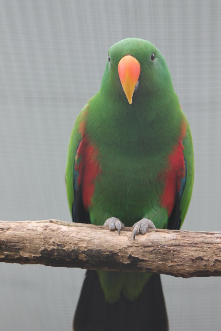 Eclectus