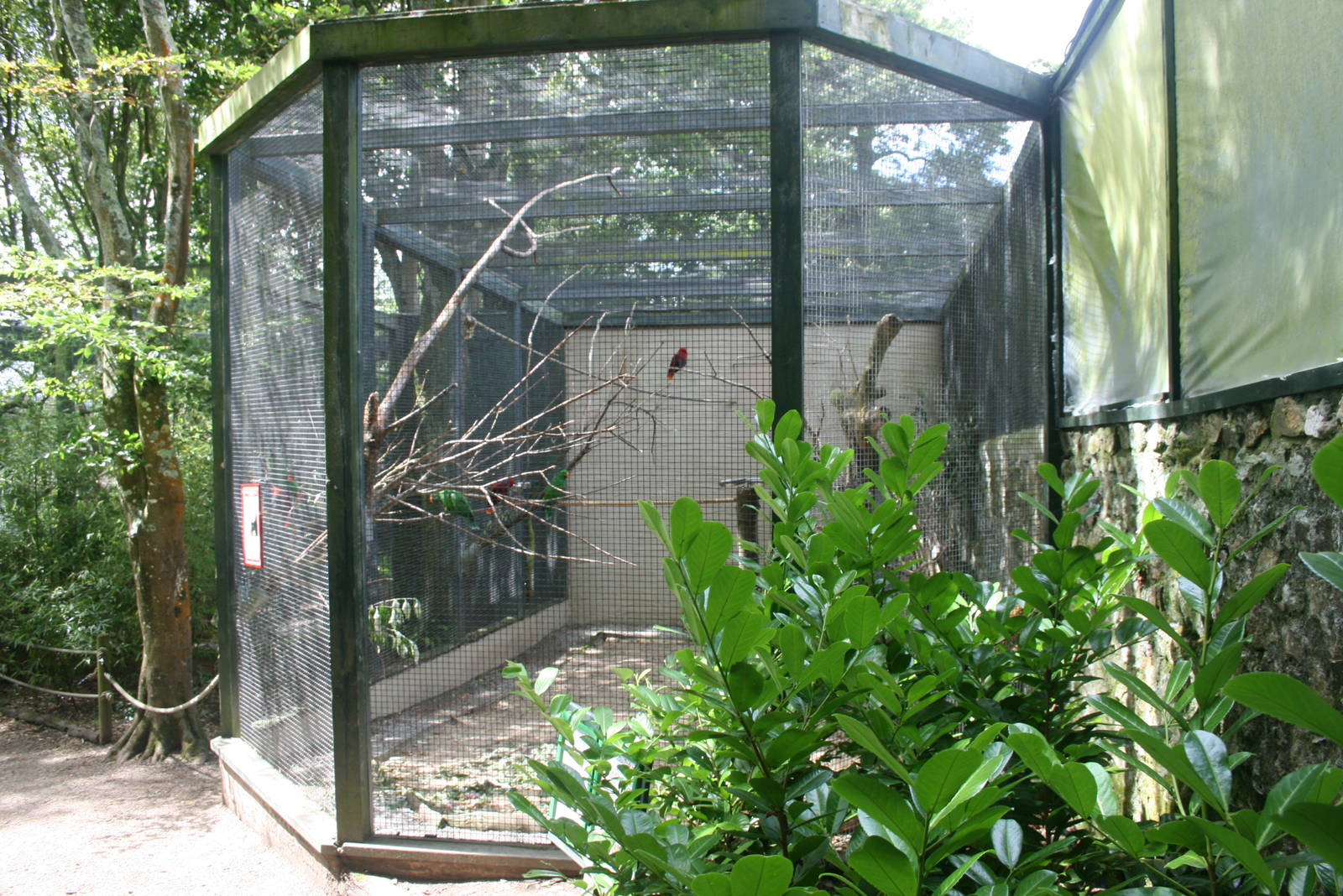 Ecletus Aviary