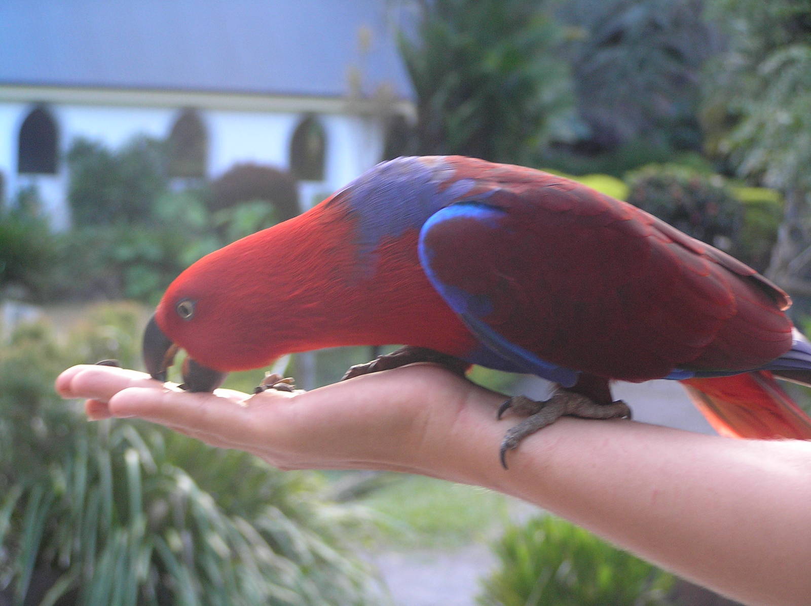 Ecletus parrot - Cairns tropical zoo 05
