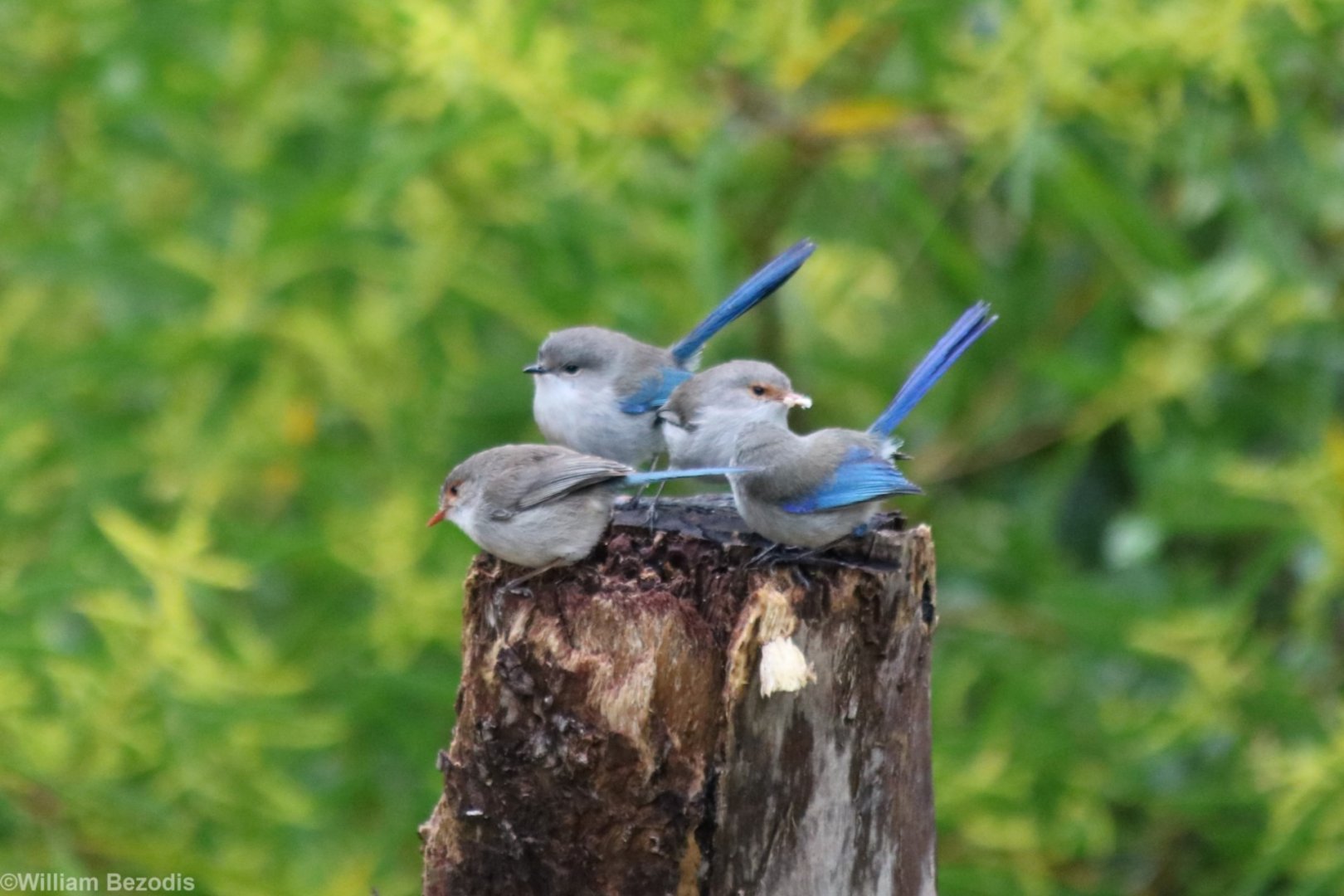 Eclipse and Female Splendid Fairy Wrens - Wungong Gorge