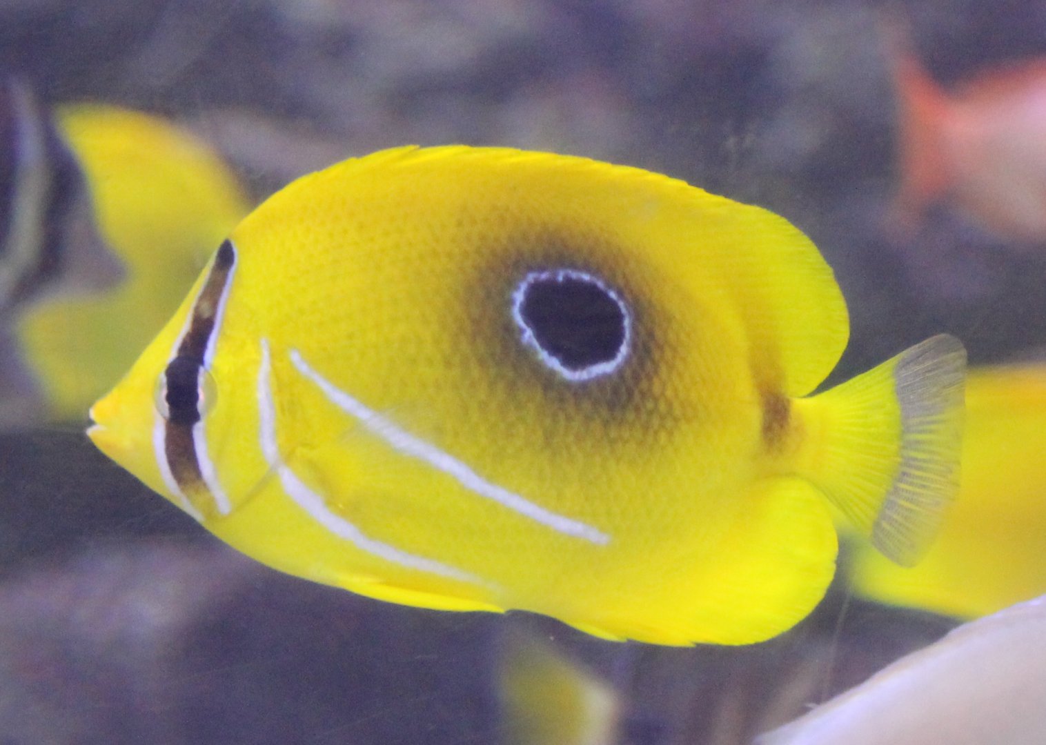 Eclipse butterflyfish ( aka Bennet's butterflyfish ) - Chaetodon bennetti