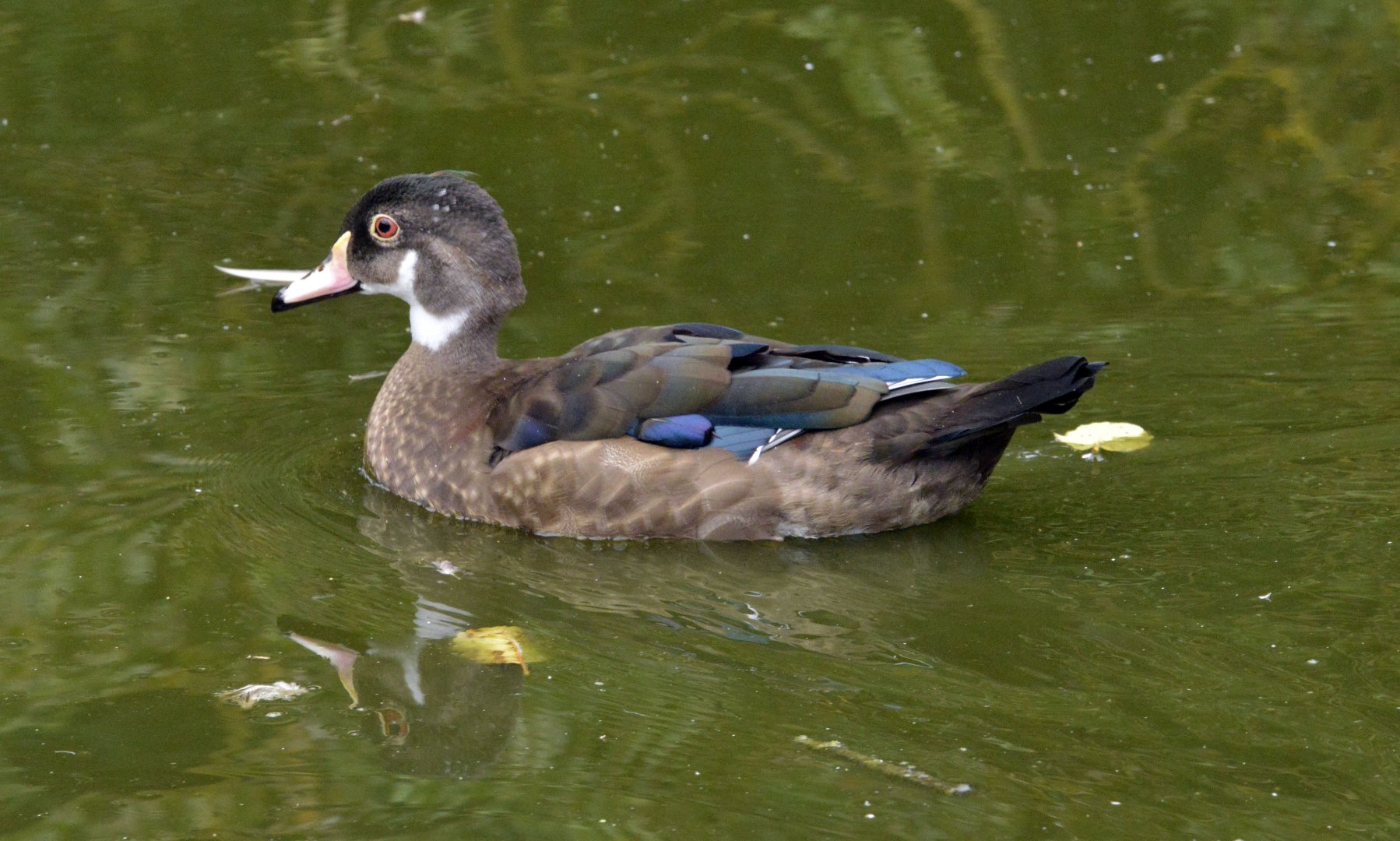 Eclipse male wood duck.