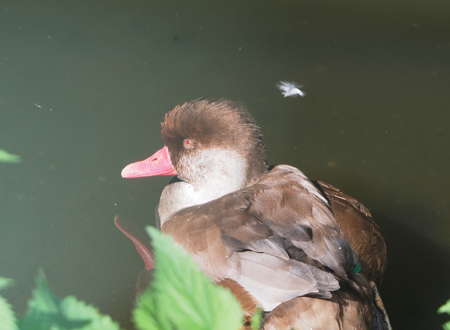 Eclipsed drake Red-crested pochard (Netta rufina), 2022-08-28