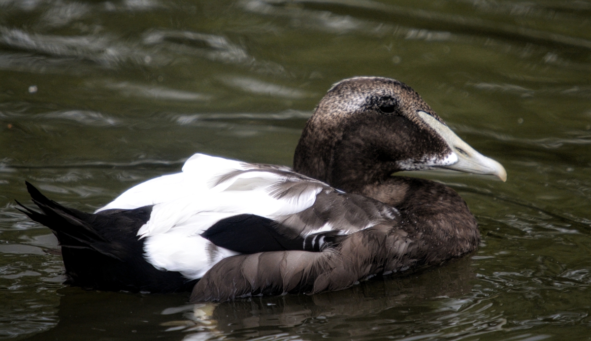 eclipsed eider