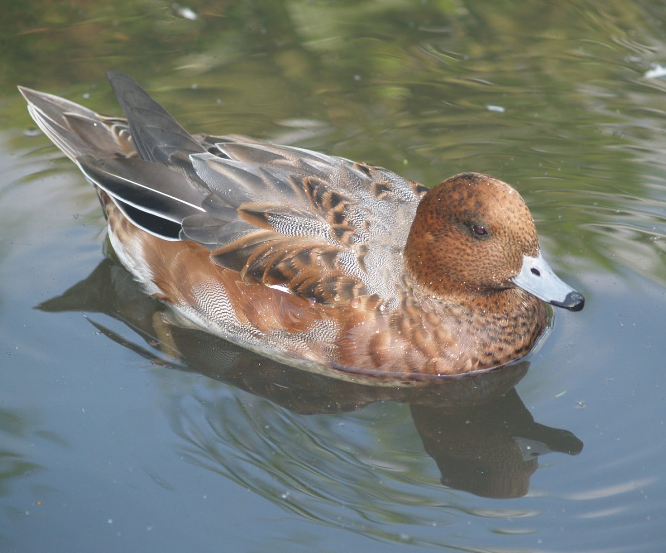 Eclipsed Eurasian wigeon drake (Mareca penelope), 2007-09-23
