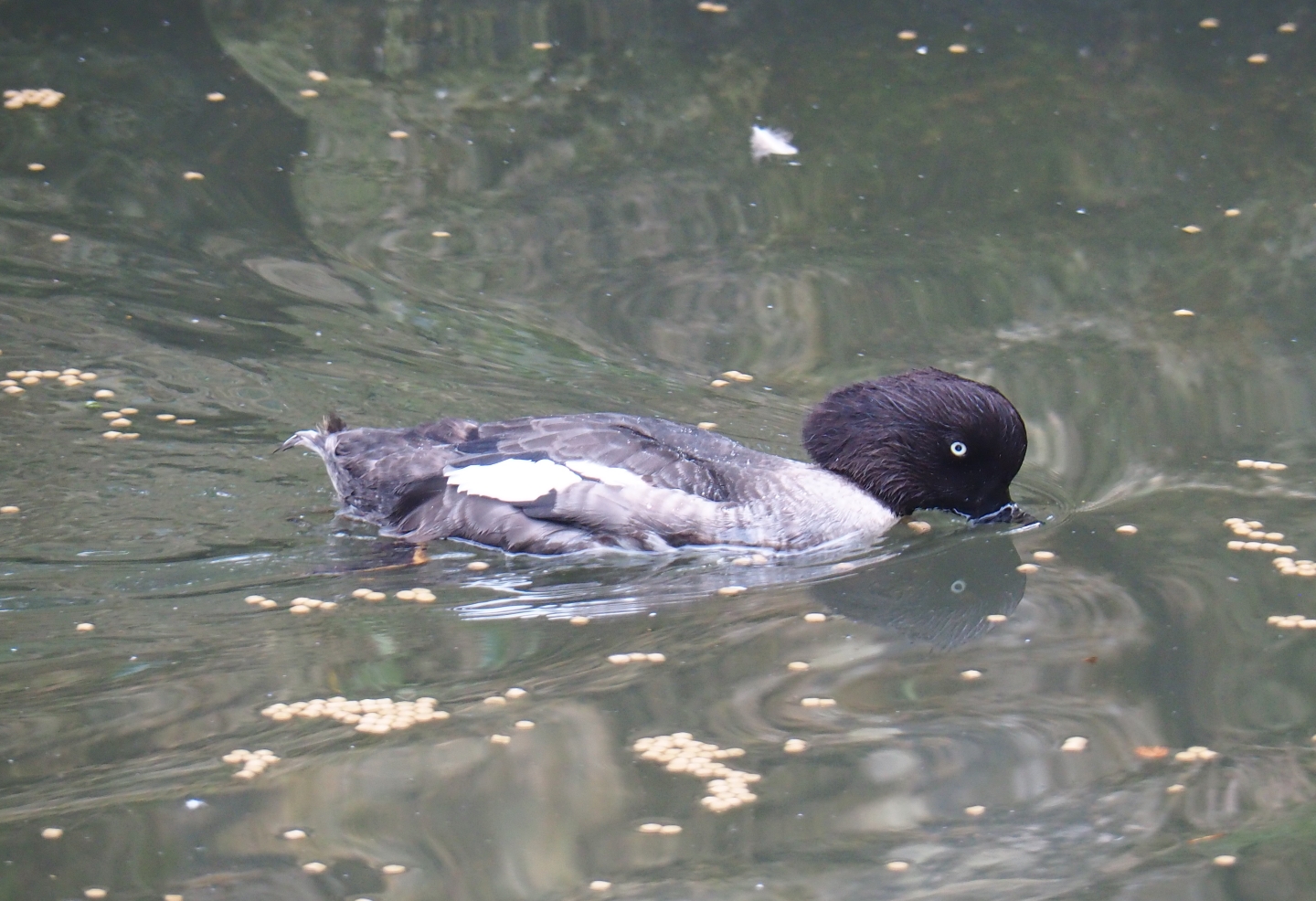 Eclipsed male goldeneye ID? Mondo Verde, Aug 28th, 2018