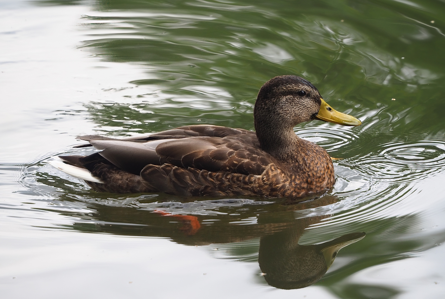 Eclipsed Mallard drake (Anas platyrhynchos), 2023-08-15