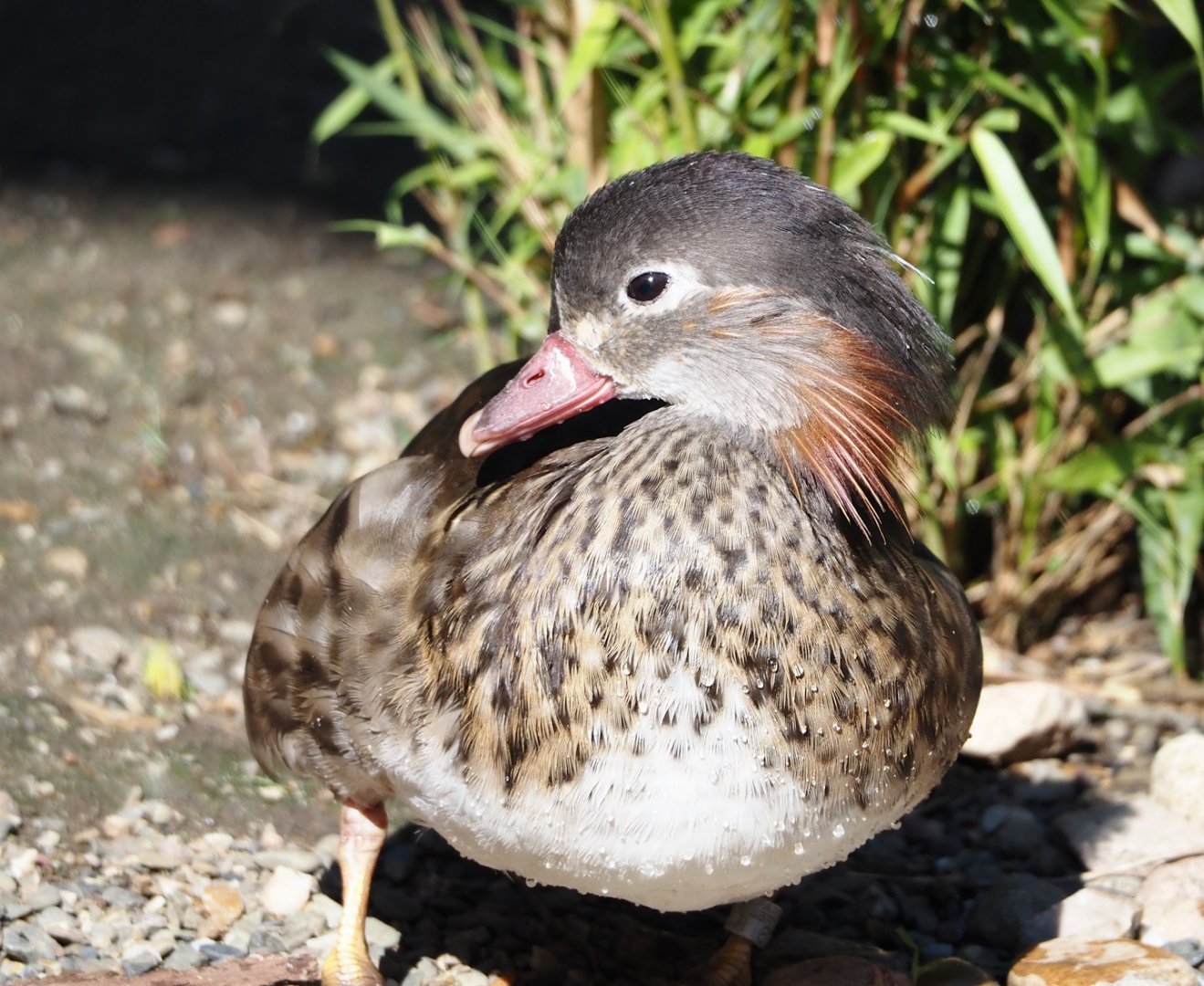 Eclipsed Mandarin duck drake (Aix galericulata), 2024-05-23