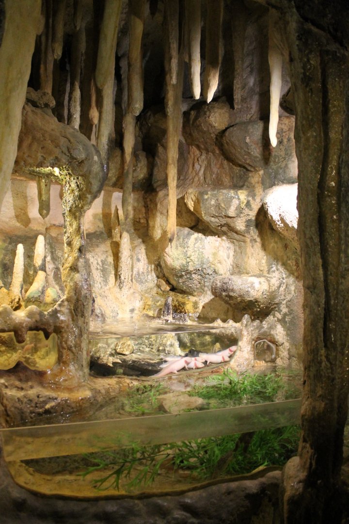 Eclosure Axelotl - Blind cave Fish - Clawed frog