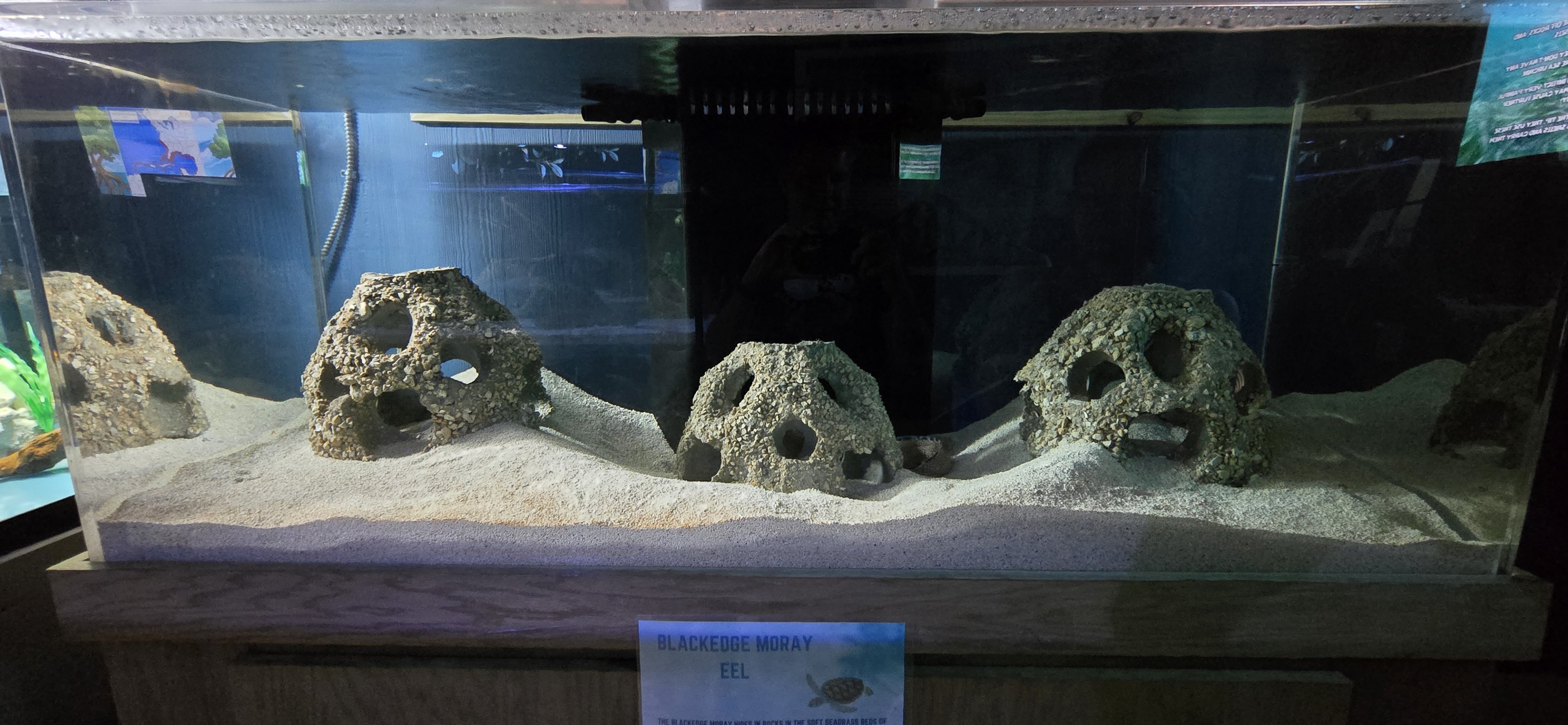 Eco-discovery Center - Blackedge moray eel