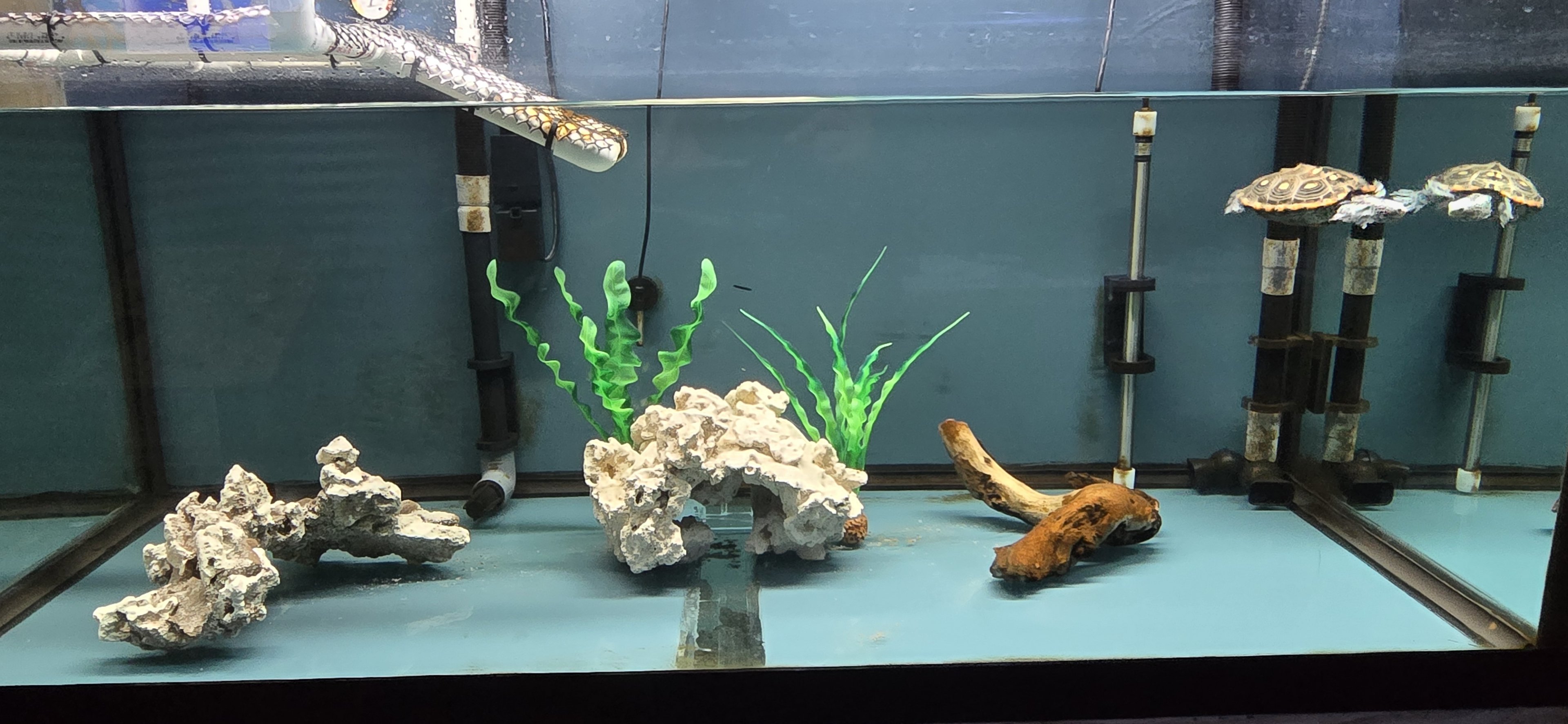 Eco-discovery Center - Diamondback terrapin