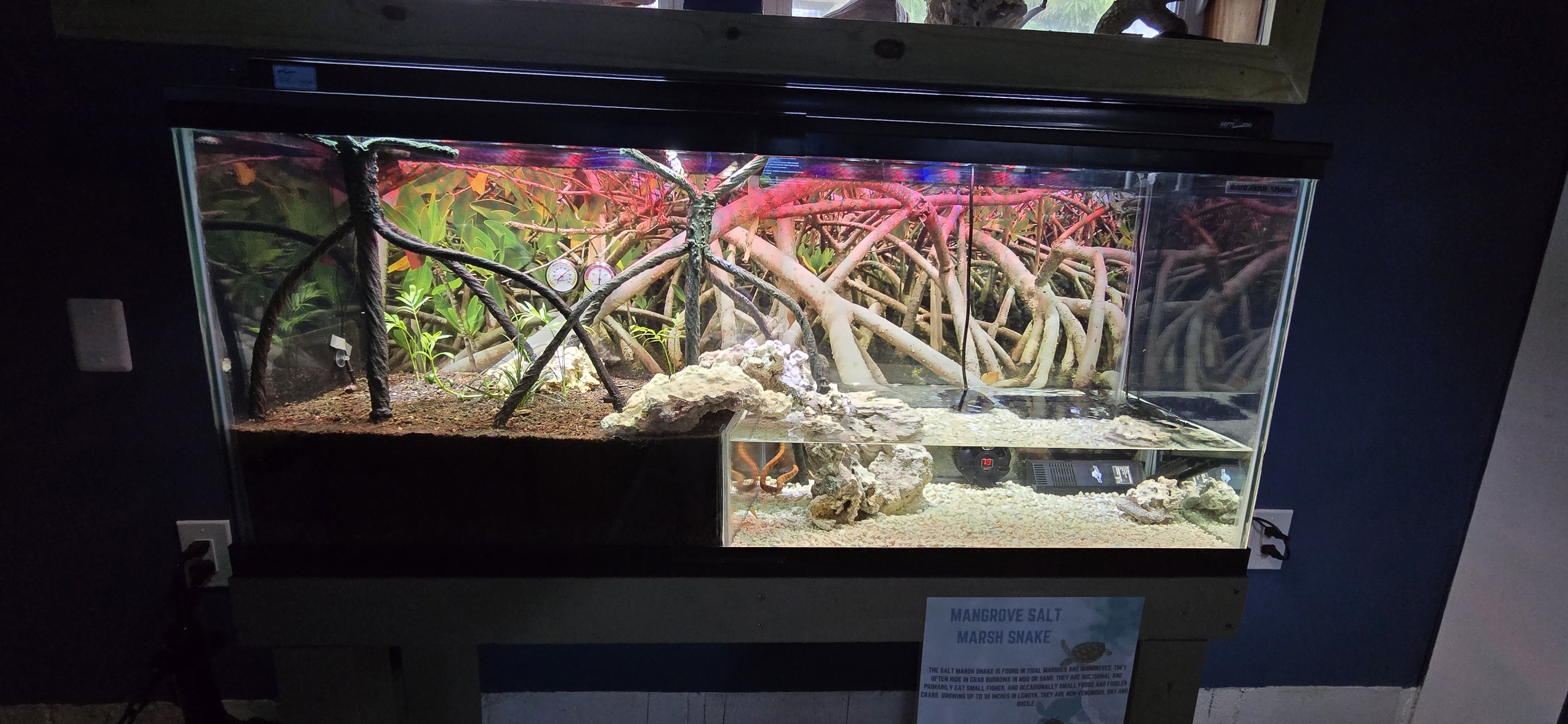 Eco-discovery Center - mangrove snake