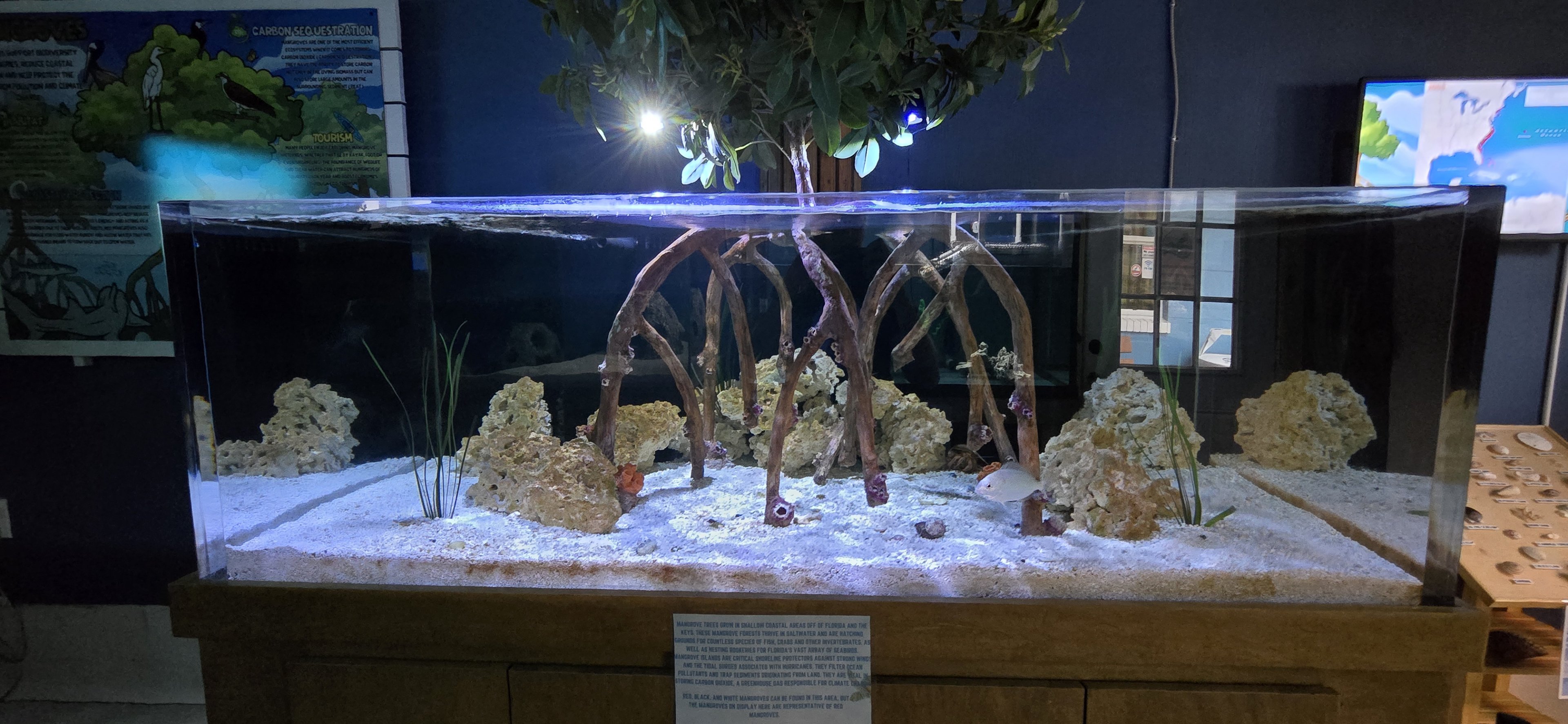 Eco-discovery Center - Mangrove trees