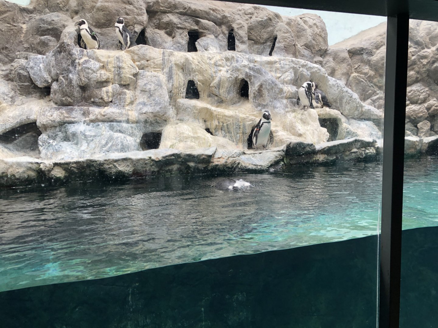 EcoCenter - African Penguin exhibit