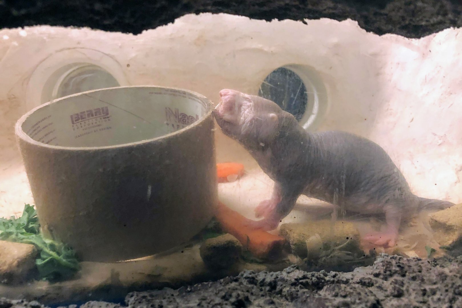 EcoCenter - Naked Molerat