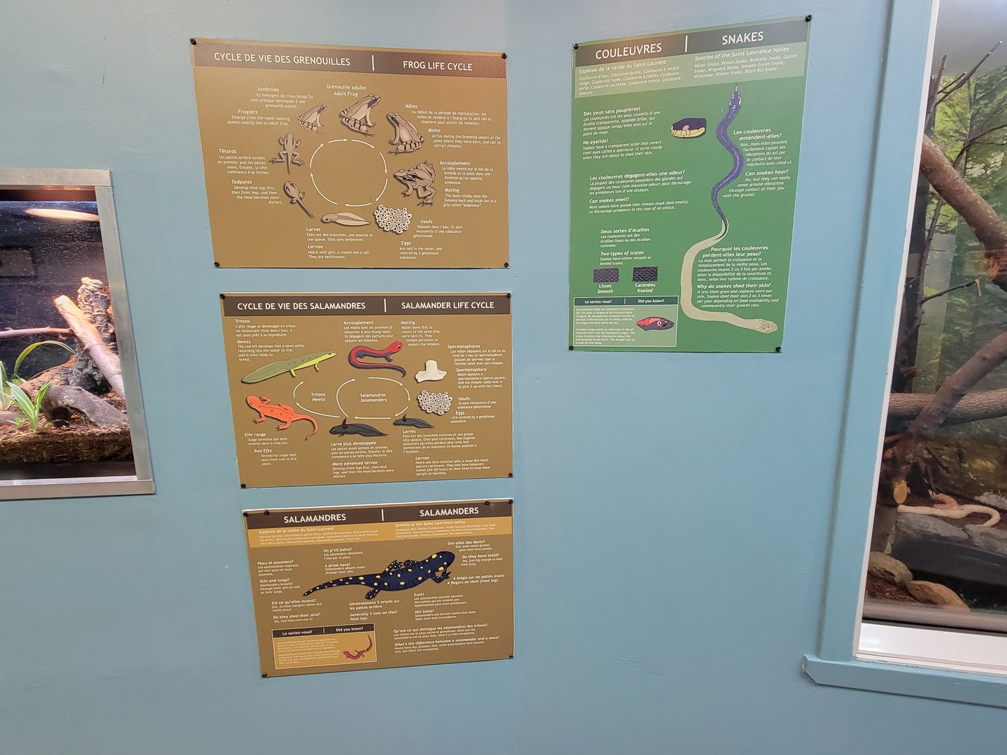 Ecomuseum Zoo - Amphibian life cycle signs