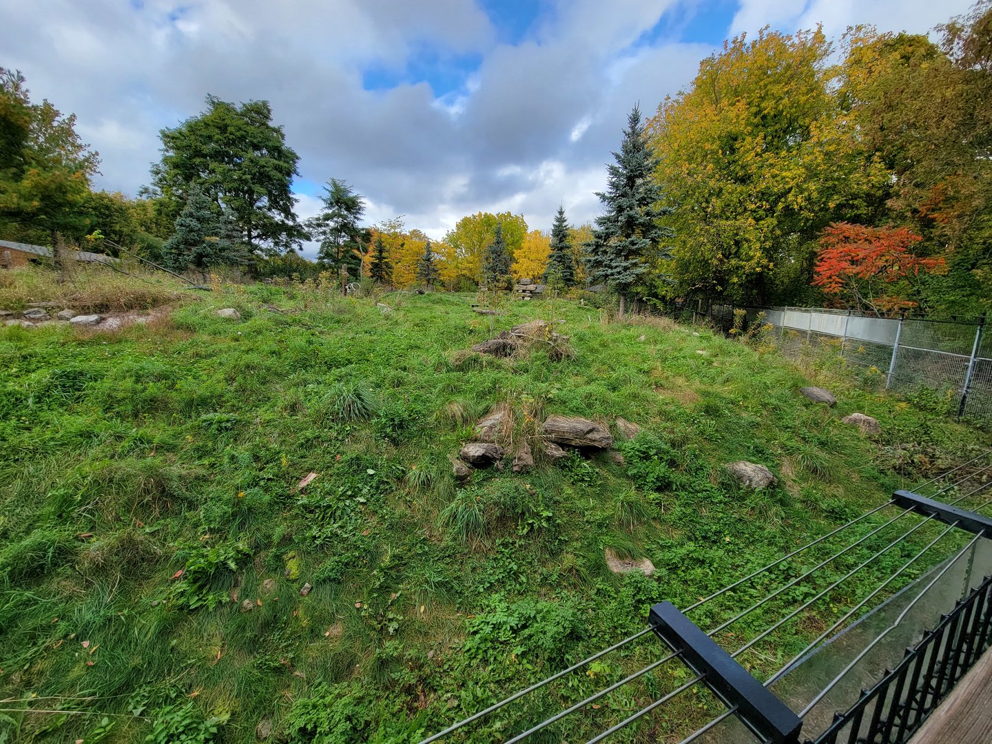 Ecomuseum Zoo - Arctic fox