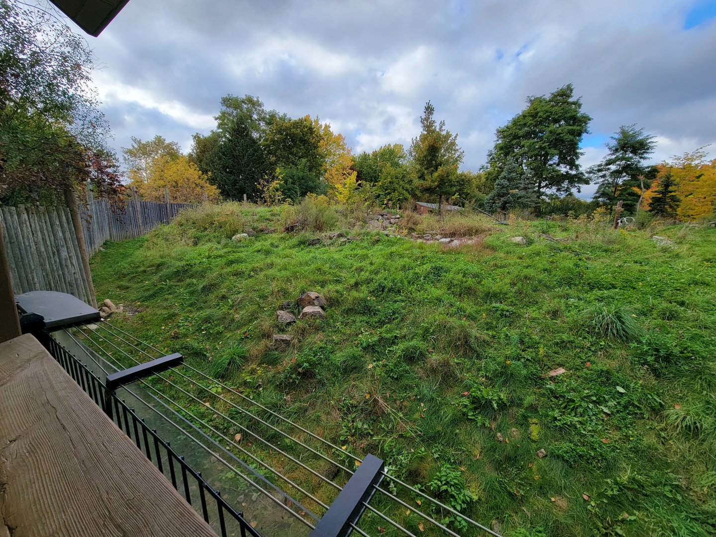 Ecomuseum Zoo - Arctic fox