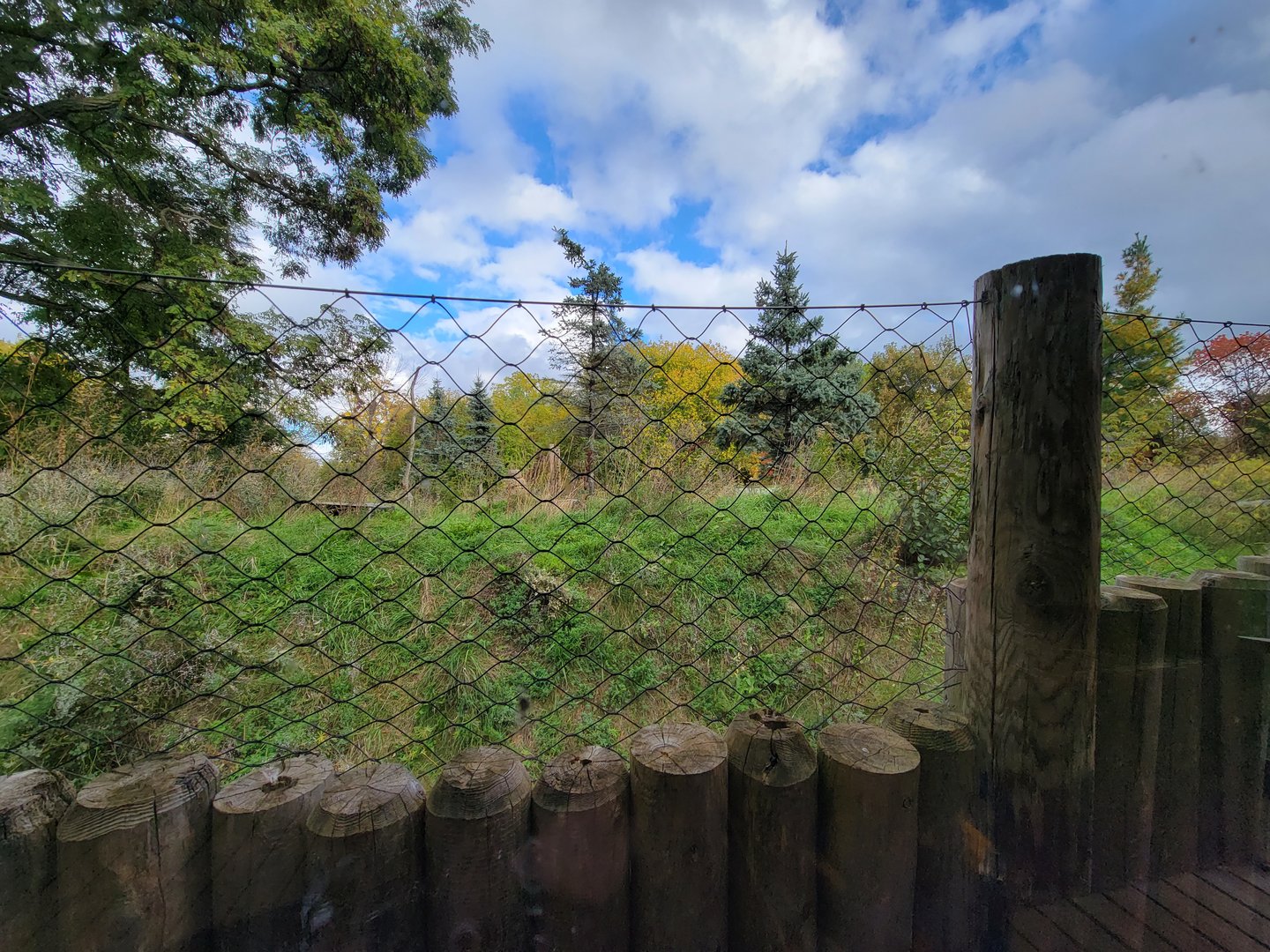 Ecomuseum Zoo - Arctic foxes from gray wolf platform