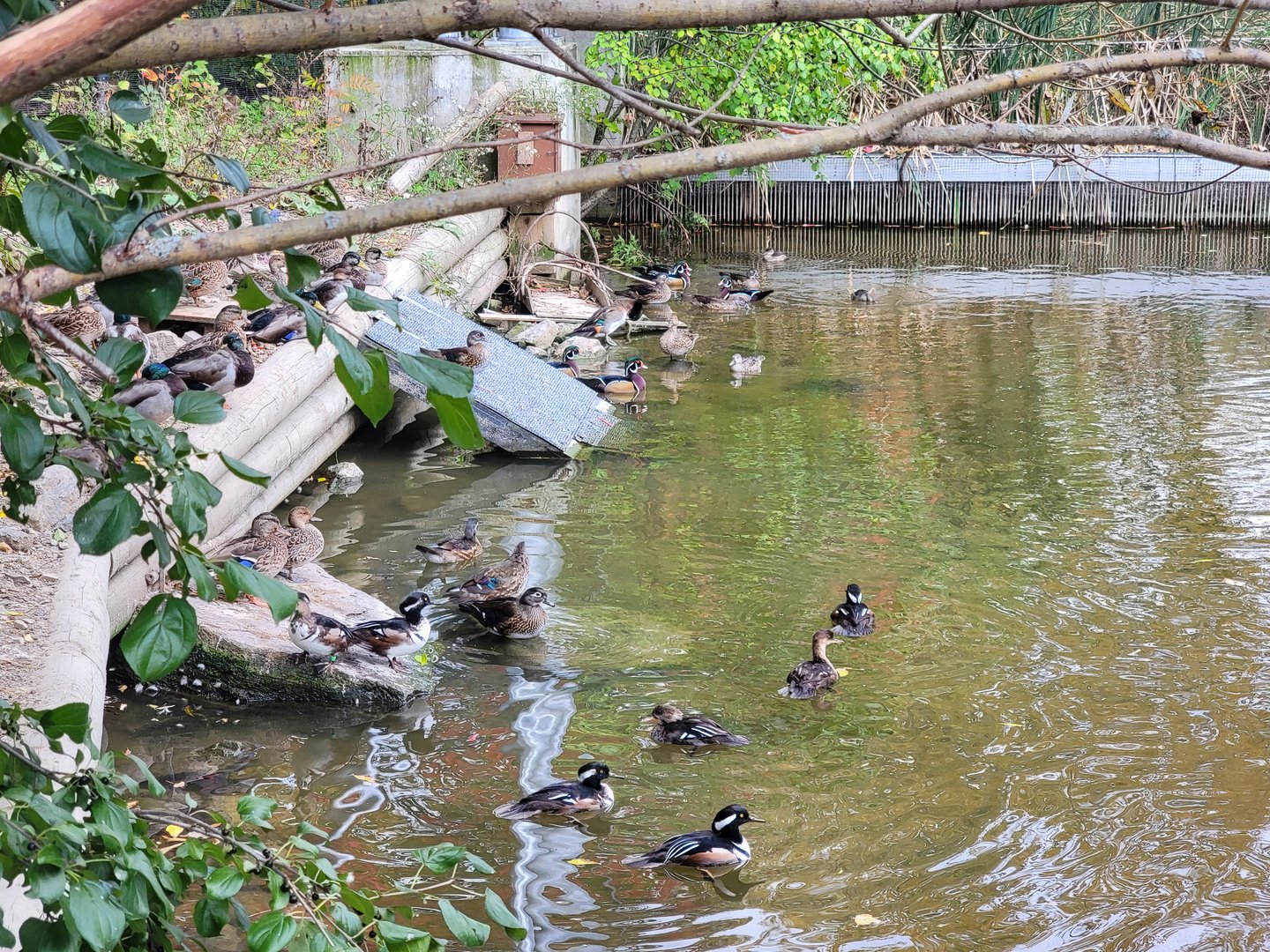 Ecomuseum Zoo - Aviary