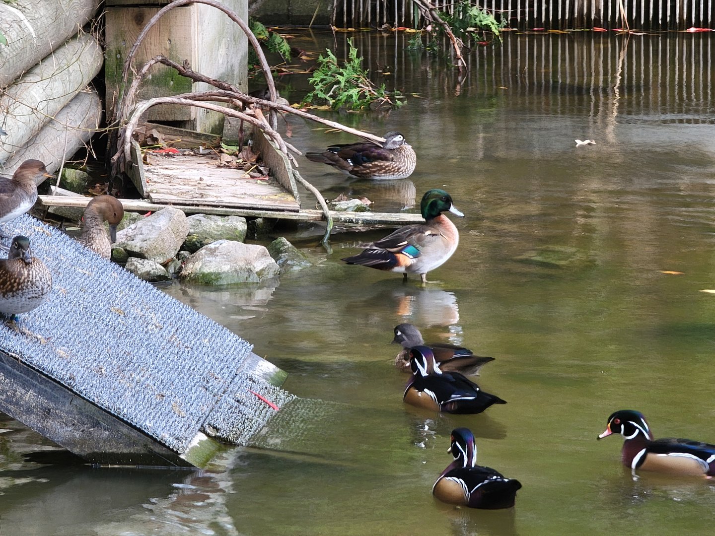 Ecomuseum Zoo - Aviary