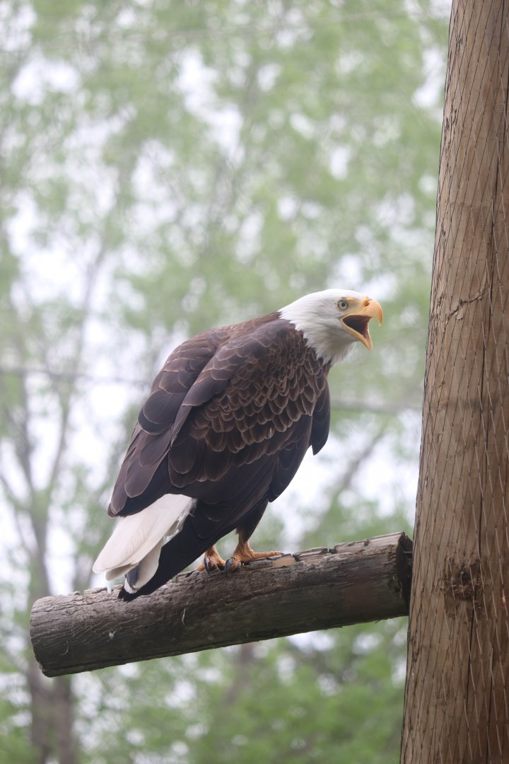 Ecomuseum Zoo - Bald Eagle