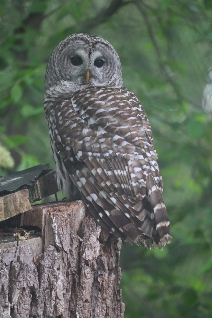 Ecomuseum Zoo - Barred Owl