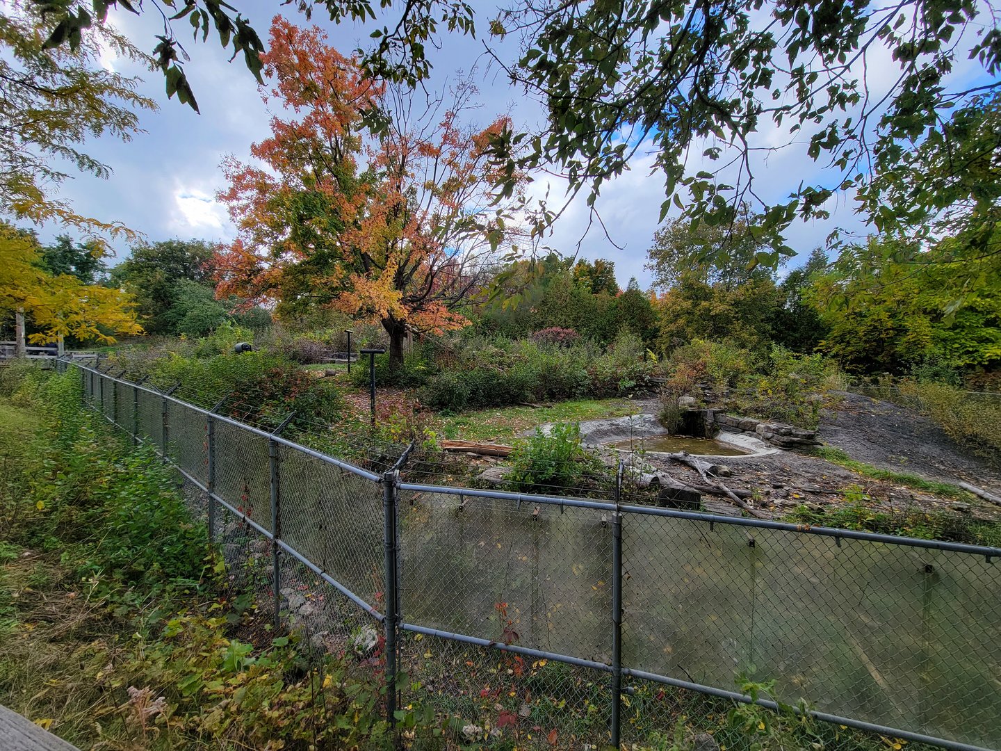 Ecomuseum Zoo - Black bear