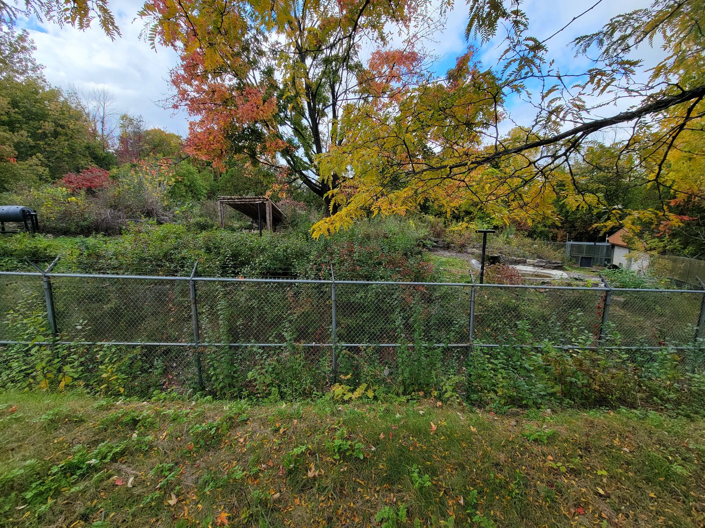 Ecomuseum Zoo - Black bear