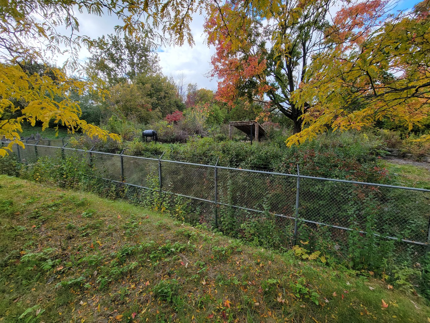 Ecomuseum Zoo - Black bear