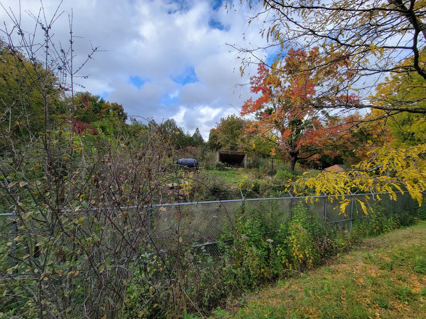Ecomuseum Zoo - Black bear