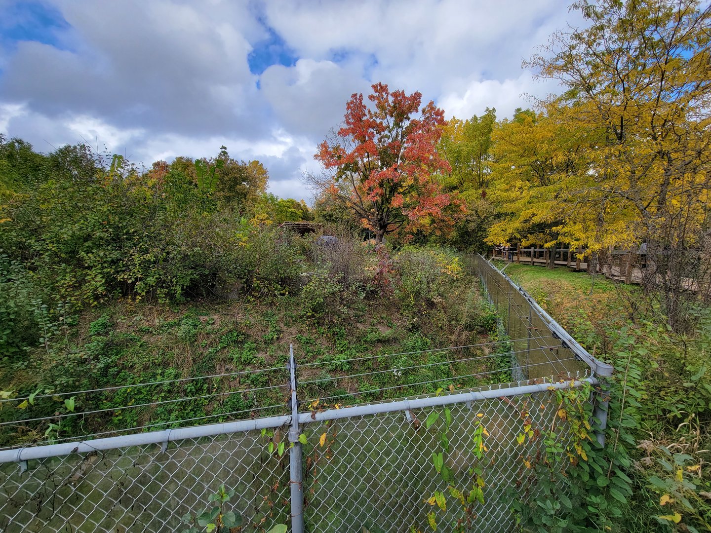 Ecomuseum Zoo - Black bear