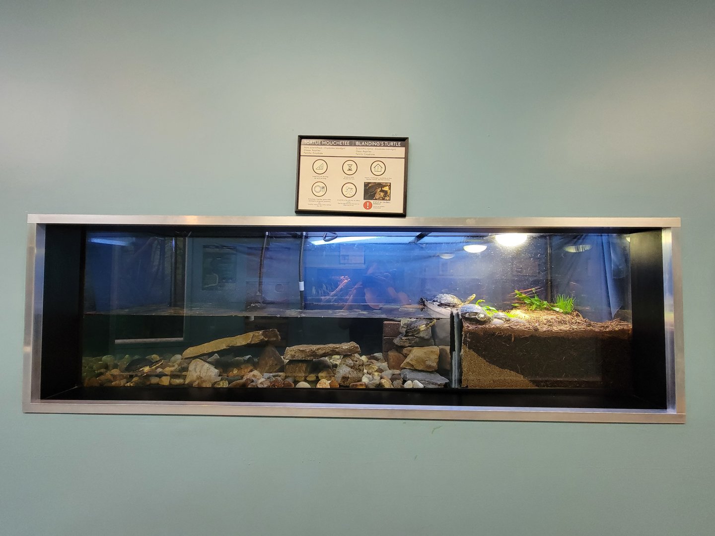 Ecomuseum Zoo - Blanding's turtle