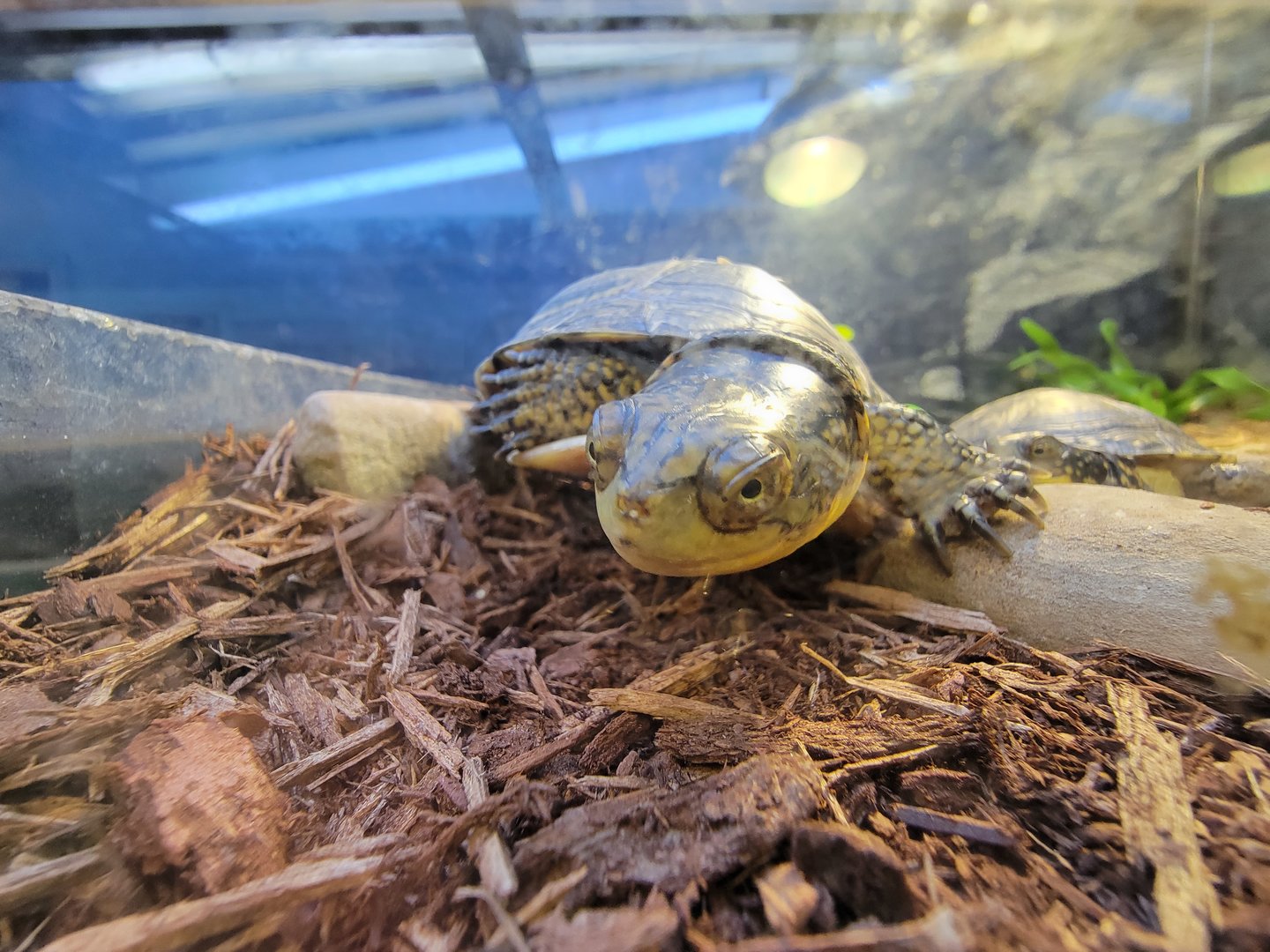 Ecomuseum Zoo - Blanding's turtle