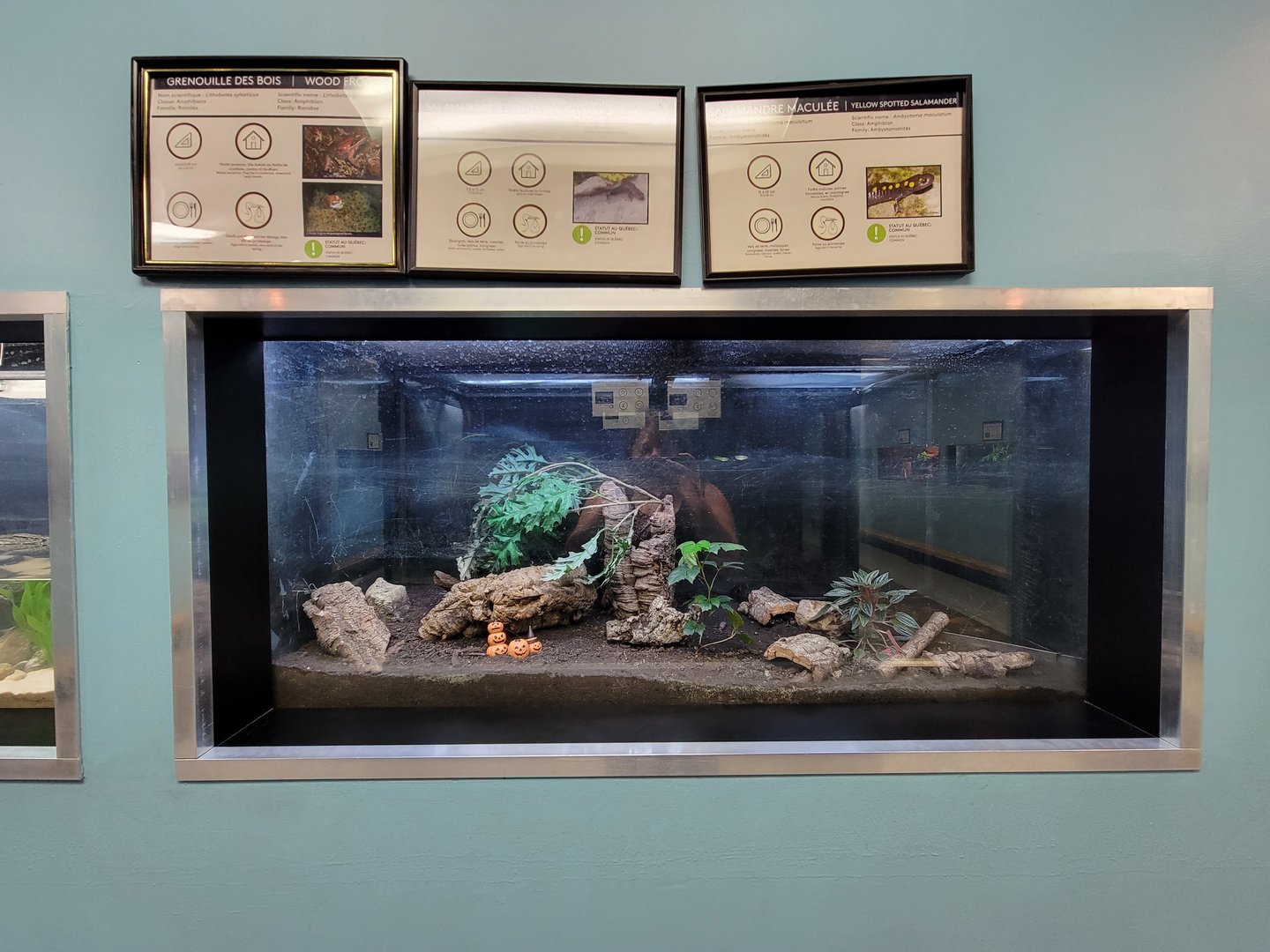 Ecomuseum Zoo - Blue-spotted salamander, yellow-spotted salamander, wood frog