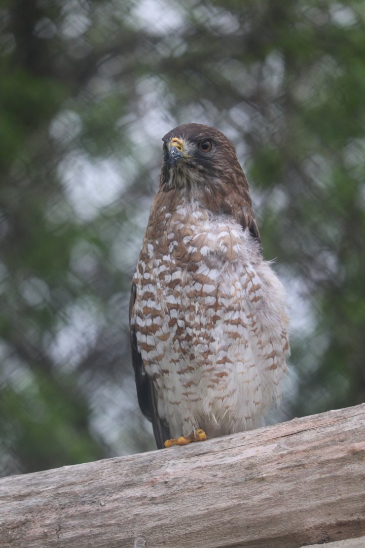 Ecomuseum Zoo - Broad-Winged Hawk