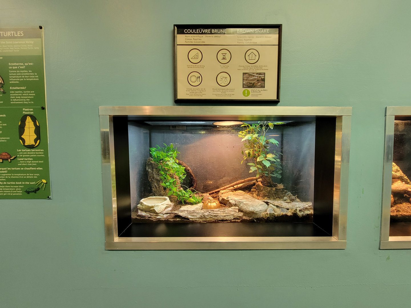 Ecomuseum Zoo - Brown snake