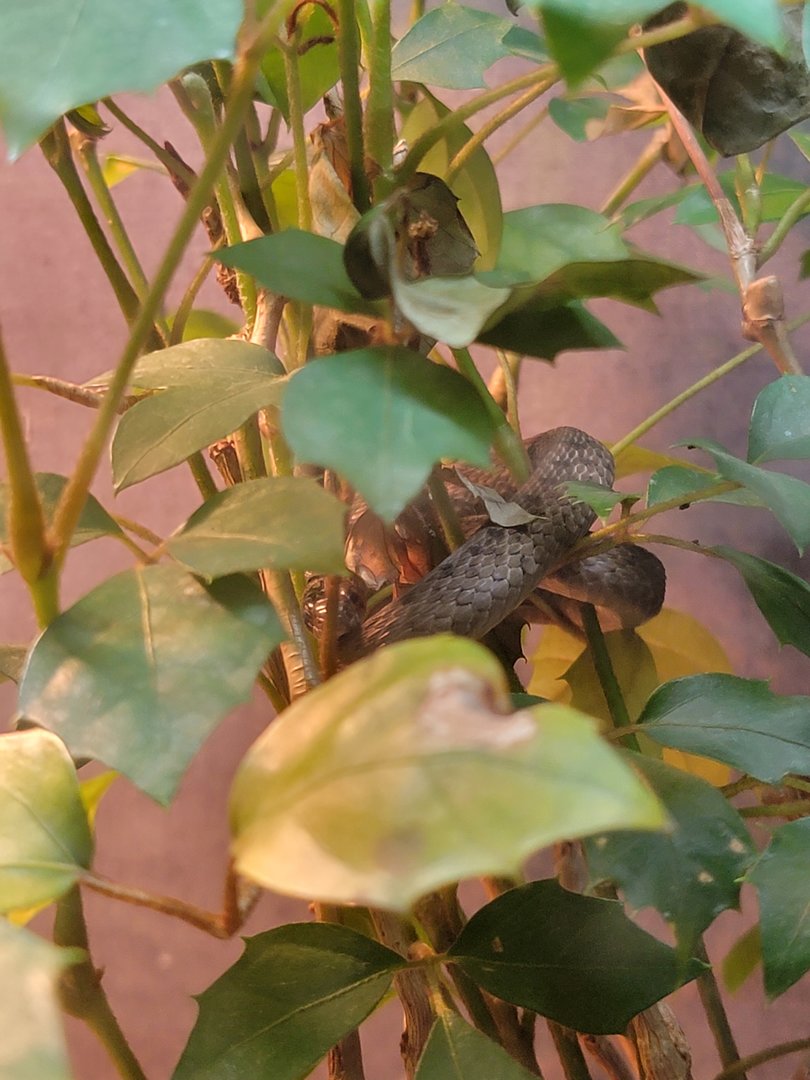 Ecomuseum Zoo - Brown snake