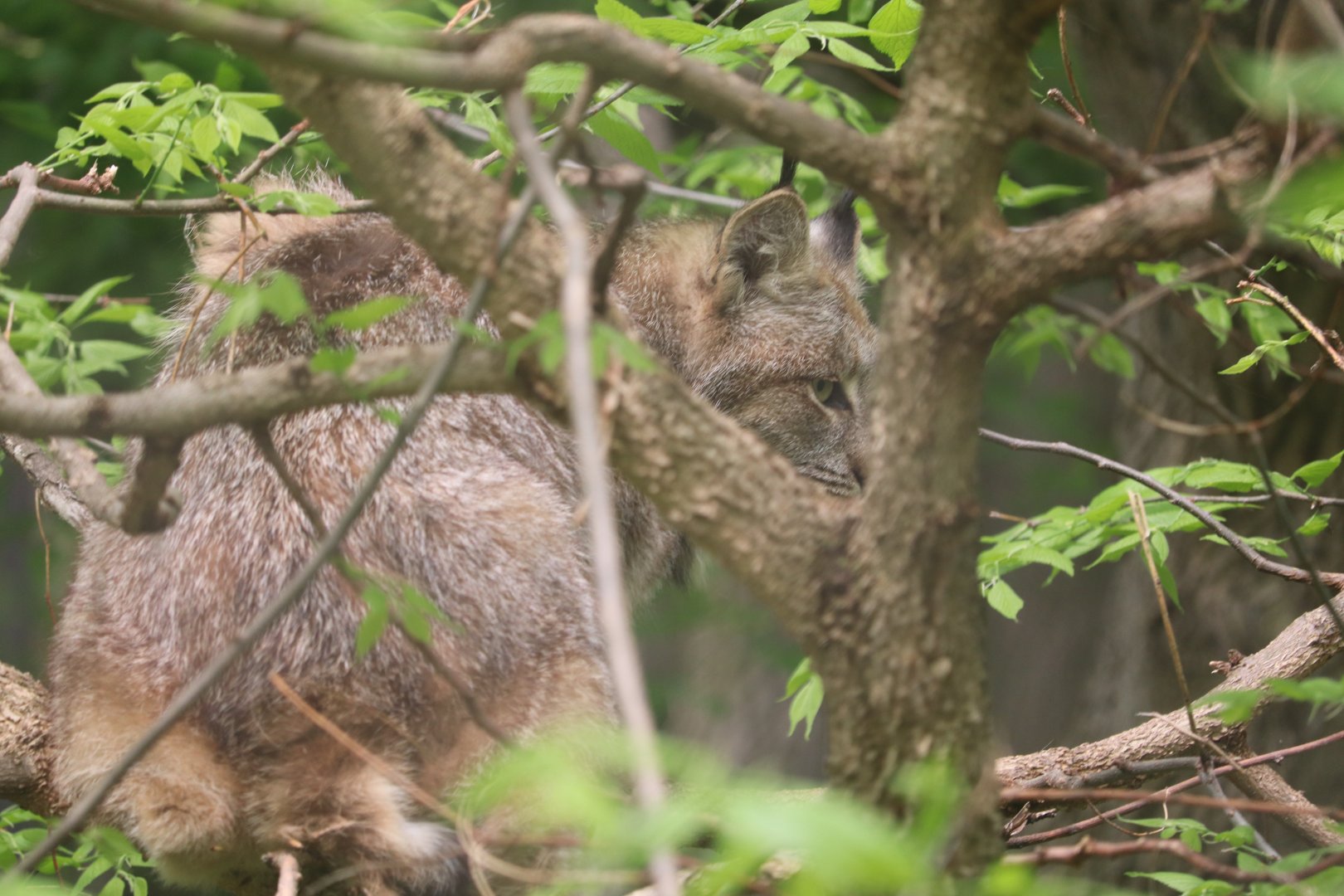 Ecomuseum Zoo - Canada Lynx
