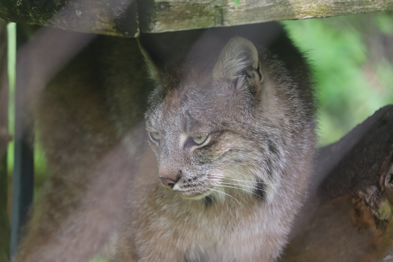 Ecomuseum Zoo - Canada Lynx