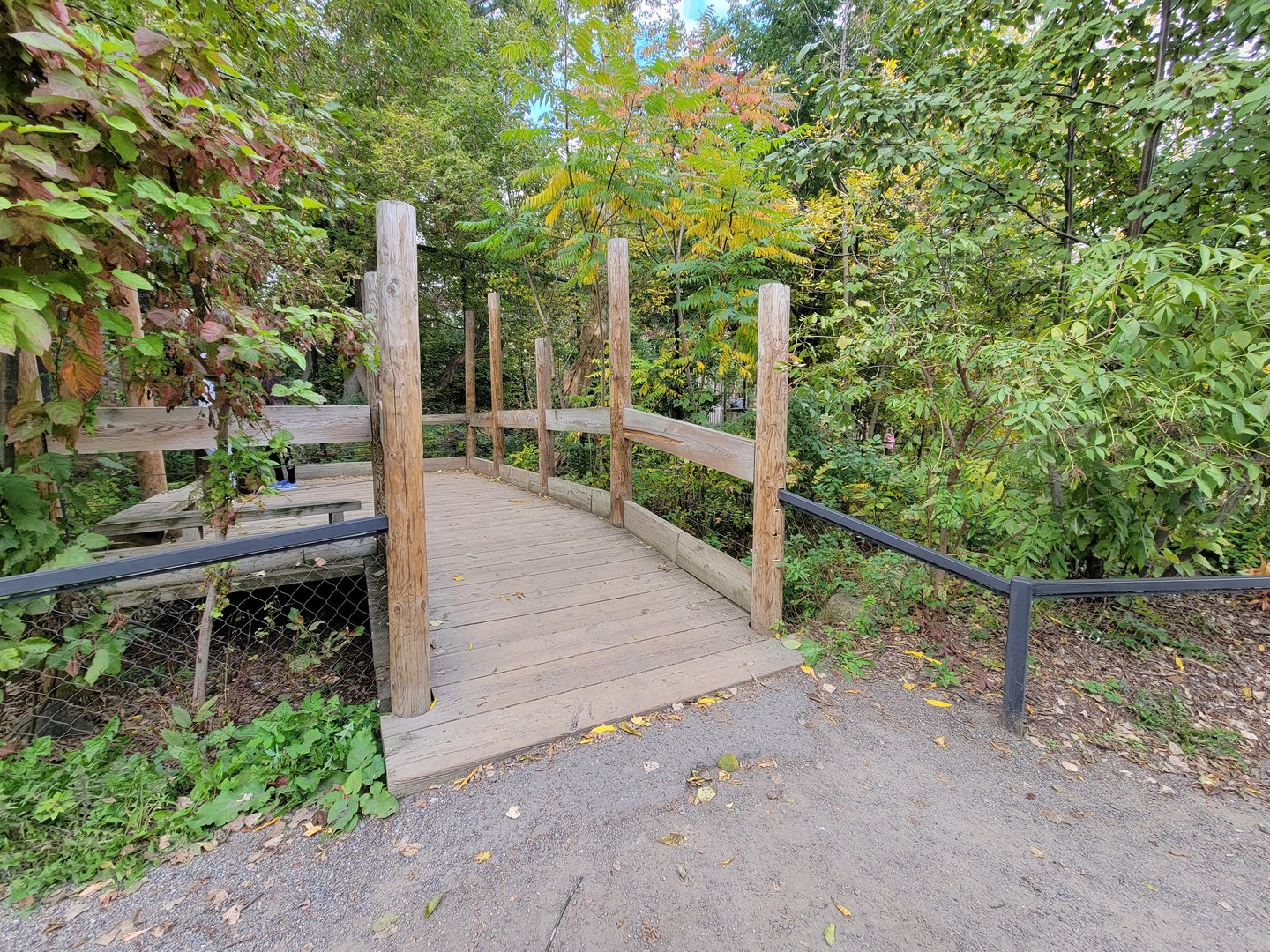 Ecomuseum Zoo - Canada lynx